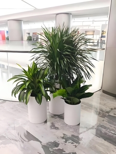 杭州湾植物出租,解锁空间美化的绿色密码!